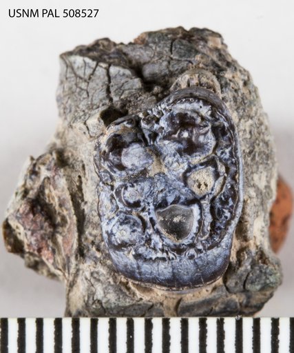 Tetraclaenodon sp