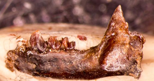 Chalicomomys antelucanus Beard & Houde