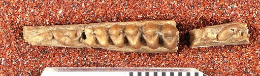 Leptoreodon marshi Wortman
