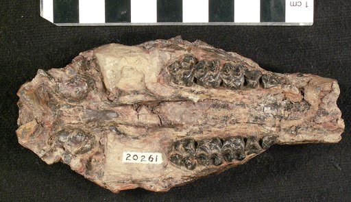 Protylopus annectens Peterson