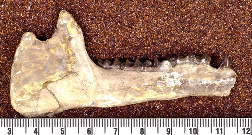 Hyracotherium vasacciense (Cope)