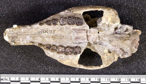 Hyracotherium vasacciense (Cope)