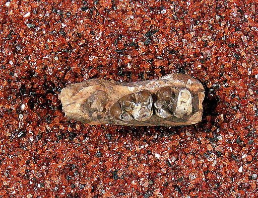 Microsus sp