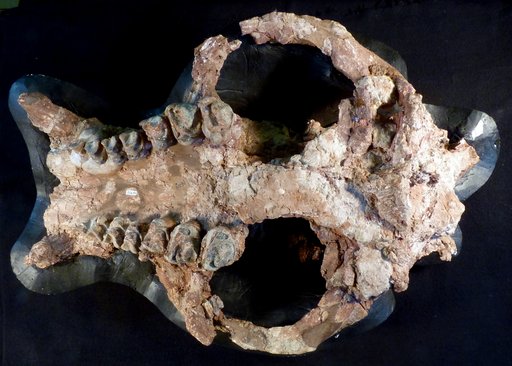 Coryphodon cf. radians (Cope)