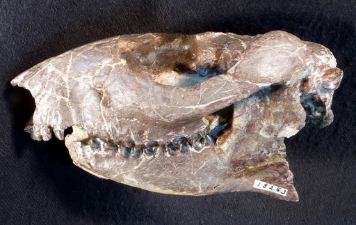 Meniscotherium robustum Thorpe, 1934