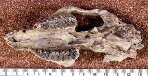 Meniscotherium cf. chamense Cope