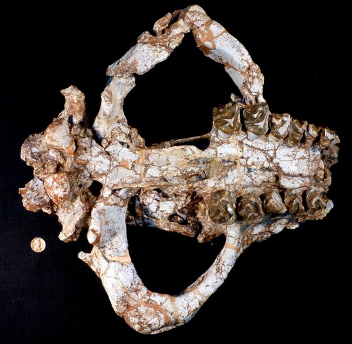 Coryphodon radians (Cope)