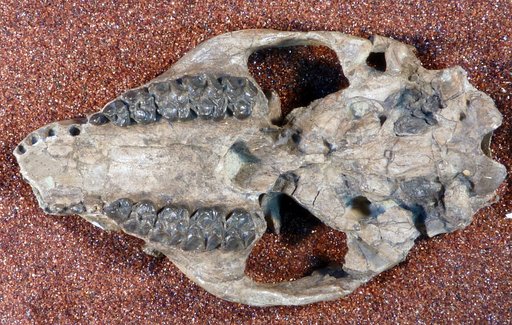 Meniscotherium cf. chamense Cope