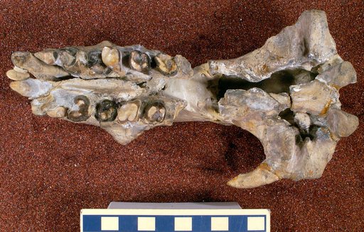 Ectoganus gliriformis Cope