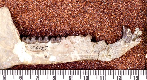 Hyracotherium vasacciense (Cope)