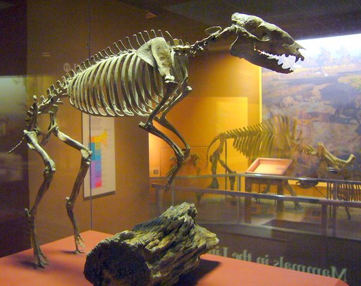 Eohippus vasacciense