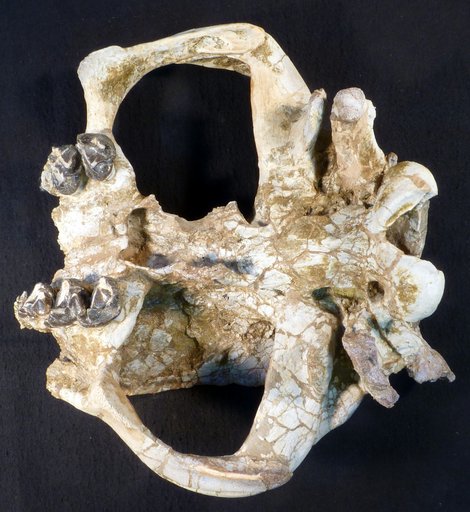 Coryphodon radians (Cope)