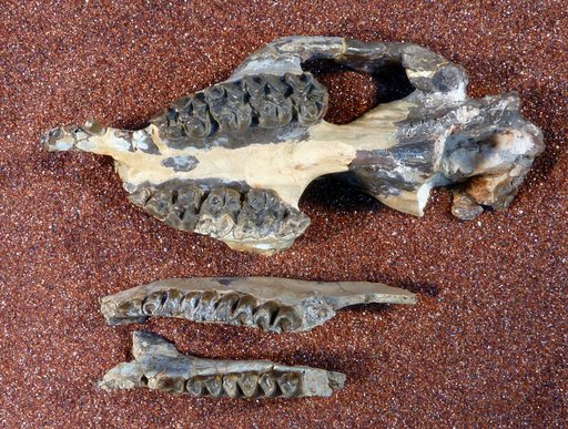 Meniscotherium robustum Thorpe, 1934
