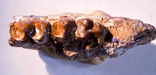 Hyracotherium tapirinum (Cope)