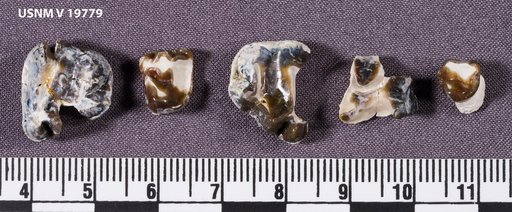Heptodon cf. posticus (Cope)