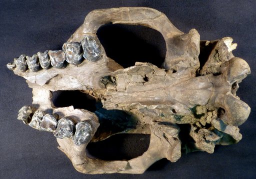 Coryphodon radians (Cope)
