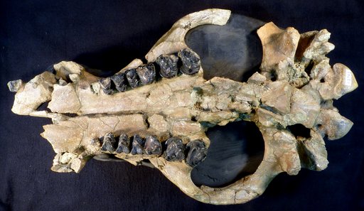 Coryphodon radians (Cope)