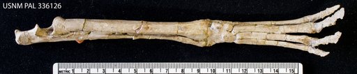 Hyracotherium vasacciense (Cope)