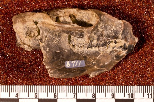 Interatherium excavatum Ameghino