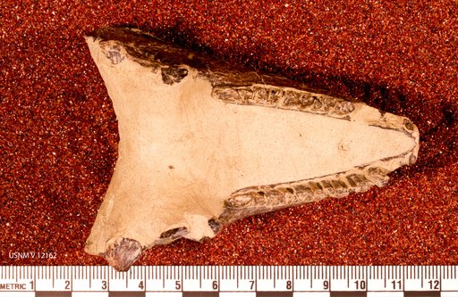 Protypotherium australe Ameghino