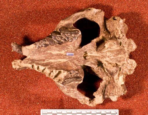 Nesodon ovinus Owen