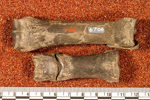 Diadiaphorus sp
