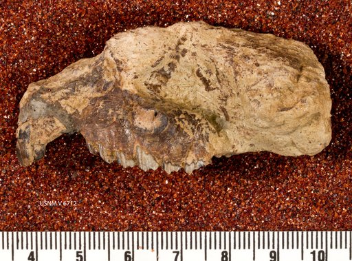 Interatherium robustum Ameghino