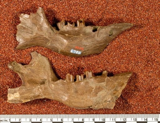 Hapalops grandaevus Mercerat
