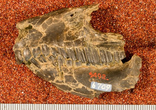 Protypotherium australe Ameghino