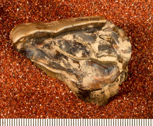 Nesodon cf. imbricatus Owen