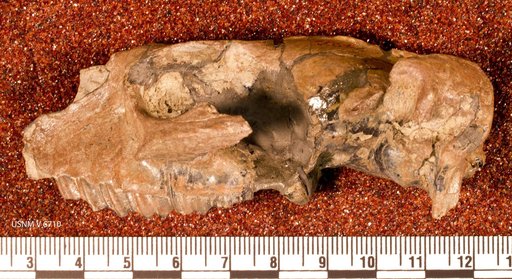 Protypotherium ? australe Ameghino