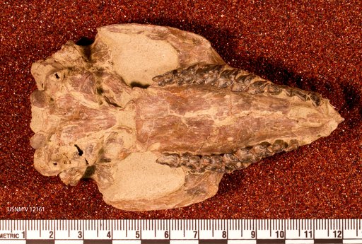 Protypotherium australe Ameghino