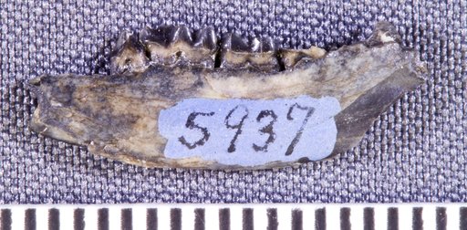 Palaeothentes lepidus Ameghino