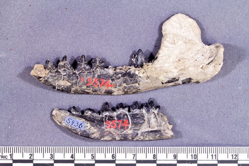 Cladosictis sp