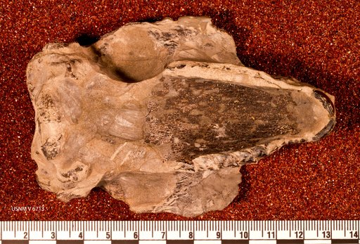 Hegetotherium mirabile Ameghino