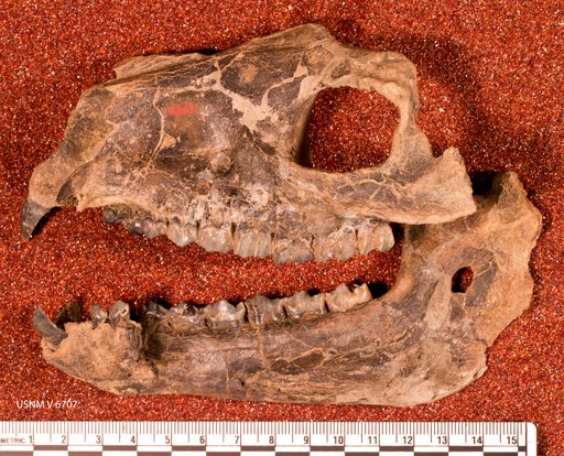 Proterotherium intermedium Ameghino