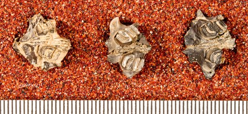 Perimys sp