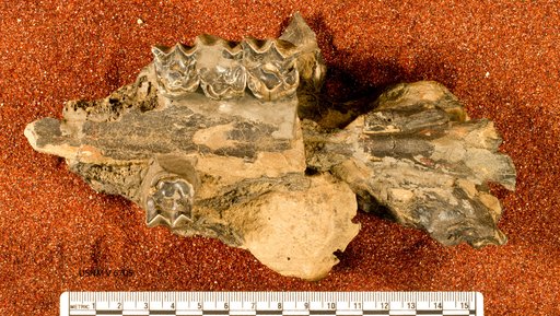 Diadiaphorus sp