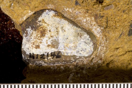 Deltodus cf. cingulatus Newberry & Worthen