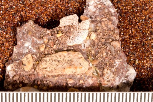 Deltodus sp