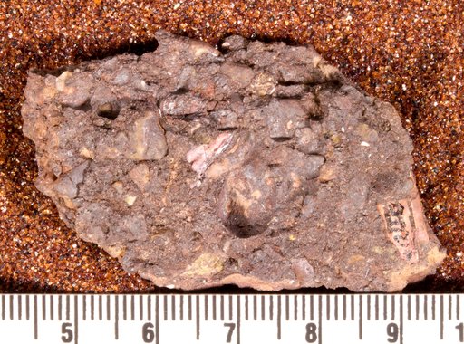 Amelacanthus sp