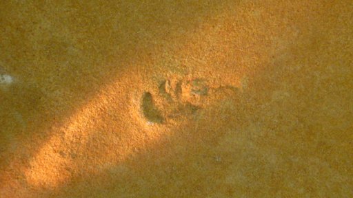 Dolichopodus tetradactylus Gilmore
