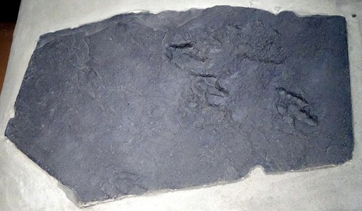 Grallator tenuis