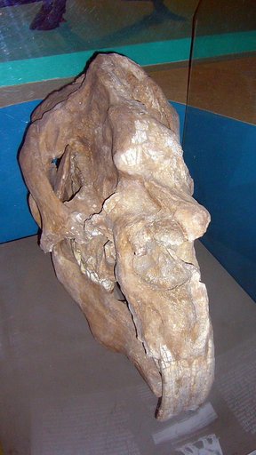 Diprotodon optatum Owen