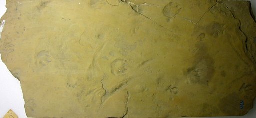 Amnobatrachus montanensis Gilmore