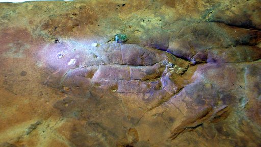Hylopus hermitanus Gilmore