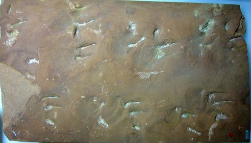 Anomalopus sturdevanti Gilmore