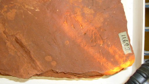 Hyloidichnus whitei Gilmore
