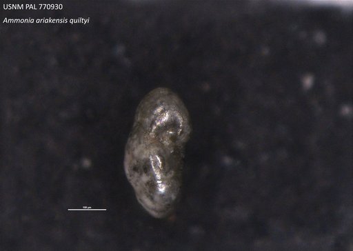 Ammonia ariakensis quiltyi Hayward & Holzmann, 2021