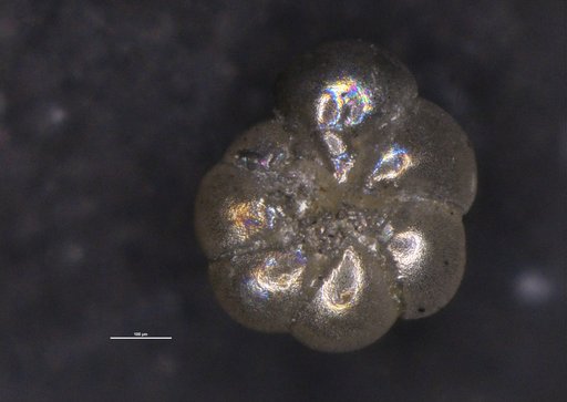 Ammonia goldsteinae Hayward & Holzmann, 2021